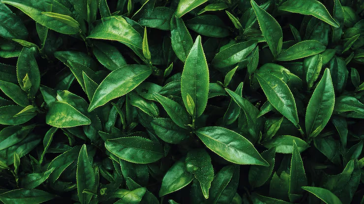 Gymnema Sylvestre
